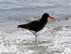 Schwarzer Austernfischer (2 von 14).jpg